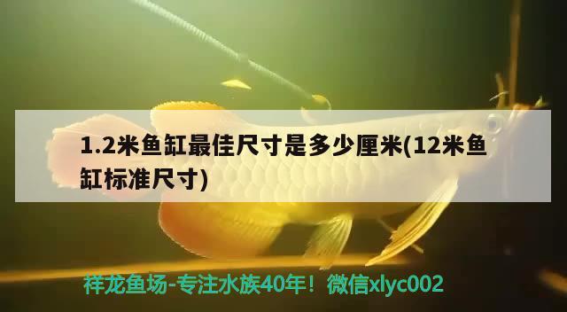 1.2米魚缸最佳尺寸是多少厘米(12米魚缸標(biāo)準(zhǔn)尺寸) 紅白錦鯉魚