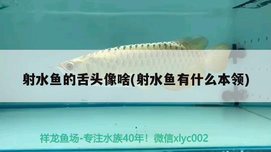 射水魚的舌頭像啥(射水魚有什么本領) 觀賞魚