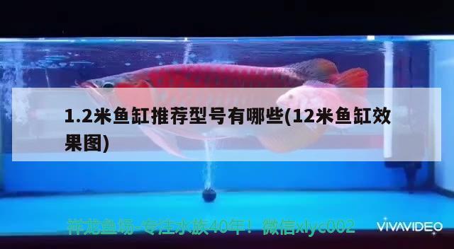 1.2米魚缸推薦型號有哪些(12米魚缸效果圖)