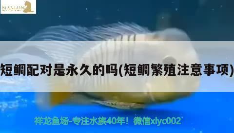 短鯛配對是永久的嗎(短鯛繁殖注意事項(xiàng)) 觀賞魚