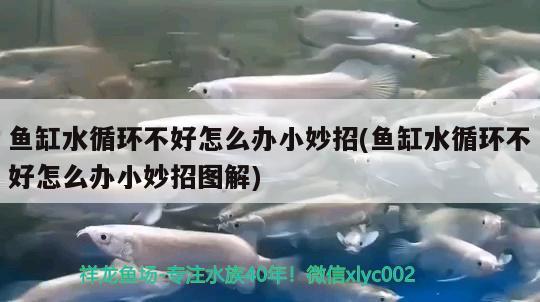 魚(yú)缸水循環(huán)不好怎么辦小妙招(魚(yú)缸水循環(huán)不好怎么辦小妙招圖解)