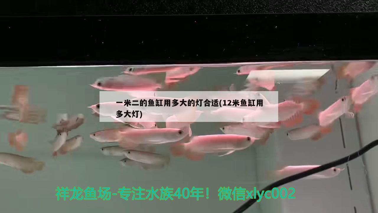 一米二的魚缸用多大的燈合適(12米魚缸用多大燈)