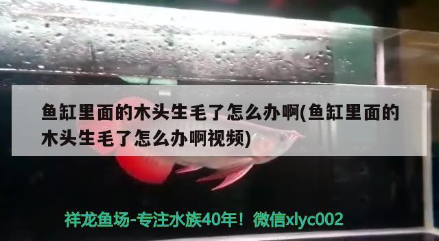 魚缸里面的木頭生毛了怎么辦啊(魚缸里面的木頭生毛了怎么辦啊視頻)