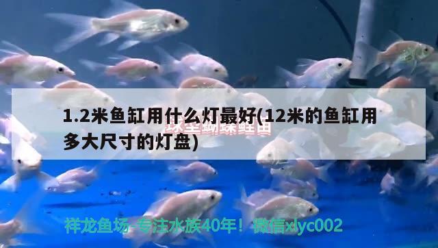 1.2米魚缸用什么燈最好(12米的魚缸用多大尺寸的燈盤)