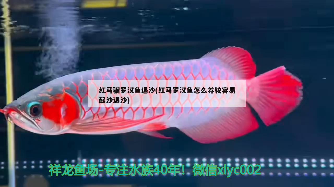 紅馬騮羅漢魚退沙(紅馬羅漢魚怎么養(yǎng)較容易起沙退沙) 羅漢魚