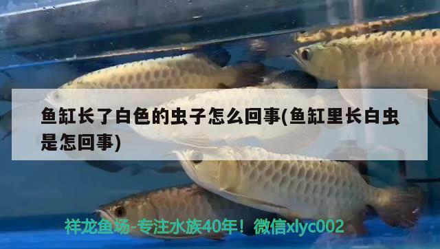 魚缸長(zhǎng)了白色的蟲子怎么回事(魚缸里長(zhǎng)白蟲是怎回事)