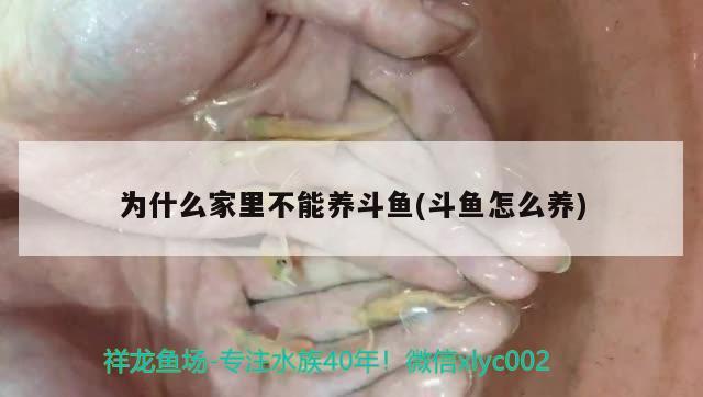 為什么家里不能養(yǎng)斗魚(斗魚怎么養(yǎng))