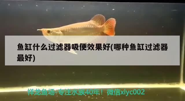 魚缸什么過濾器吸便效果好(哪種魚缸過濾器最好)