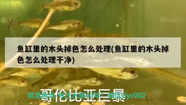 魚缸里的木頭掉色怎么處理(魚缸里的木頭掉色怎么處理干凈) 皇冠黑白魟魚