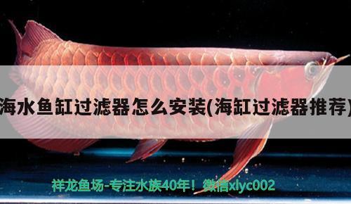 海水魚缸過濾器怎么安裝(海缸過濾器推薦) 海水魚