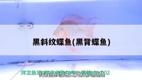 黑斜紋蝶魚(黑背蝶魚) 觀賞魚