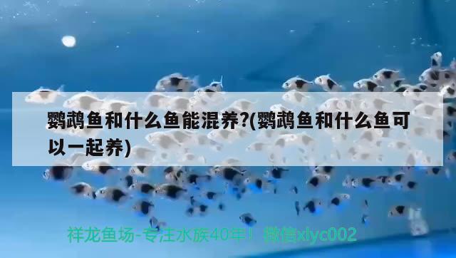 鸚鵡魚和什么魚能混養(yǎng)?(鸚鵡魚和什么魚可以一起養(yǎng))