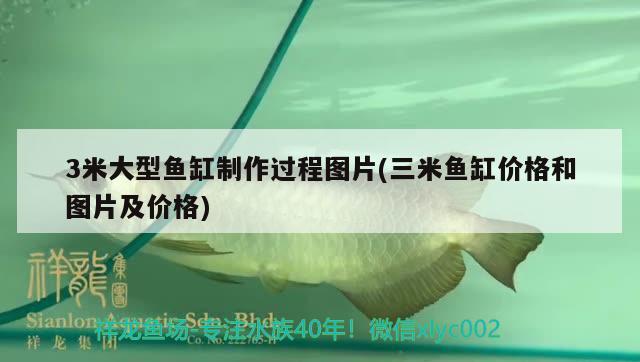 3米大型魚缸制作過程圖片(三米魚缸價格和圖片及價格) 蝴蝶鯉