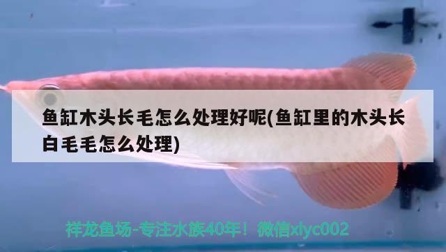 魚缸木頭長毛怎么處理好呢(魚缸里的木頭長白毛毛怎么處理) 龍魚百科