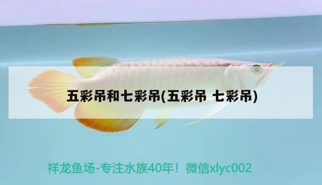 五彩吊和七彩吊(五彩吊七彩吊) 觀賞魚