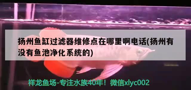 揚州魚缸過濾器維修點在哪里啊電話(揚州有沒有魚池凈化系統(tǒng)的) 綠皮皇冠豹魚