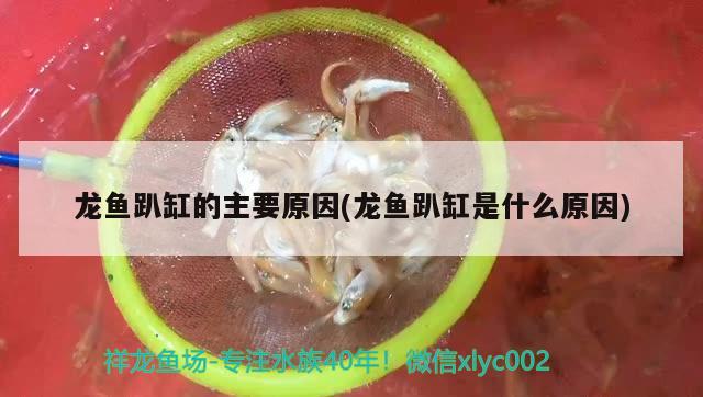 龍魚趴缸的主要原因(龍魚趴缸是什么原因)