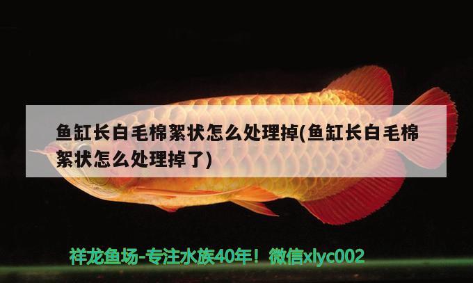 魚缸長白毛棉絮狀怎么處理掉(魚缸長白毛棉絮狀怎么處理掉了) 印尼虎苗