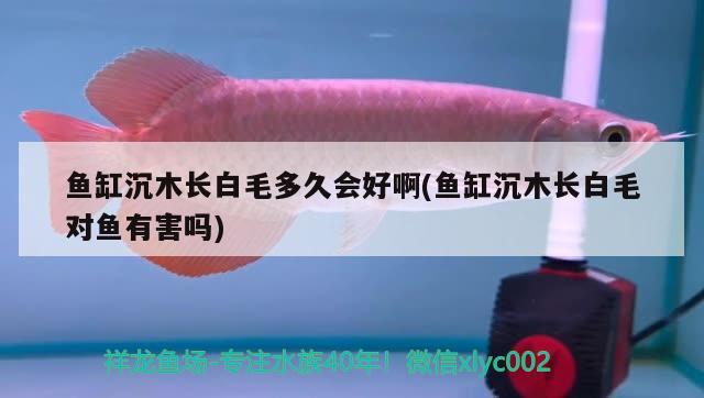 魚(yú)缸沉木長(zhǎng)白毛多久會(huì)好啊(魚(yú)缸沉木長(zhǎng)白毛對(duì)魚(yú)有害嗎) 翡翠鳳凰魚(yú)