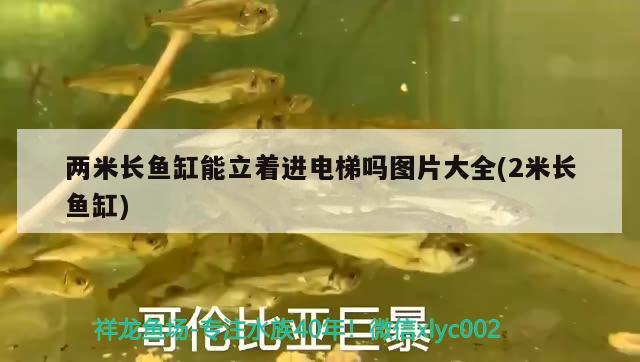 兩米長(zhǎng)魚(yú)缸能立著進(jìn)電梯嗎圖片大全(2米長(zhǎng)魚(yú)缸)