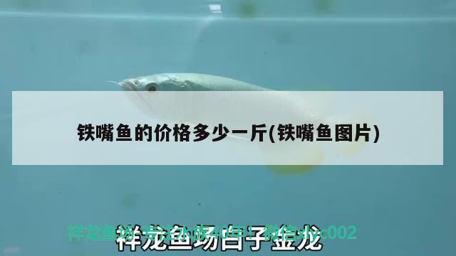 鐵嘴魚的價(jià)格多少一斤(鐵嘴魚圖片) 觀賞魚