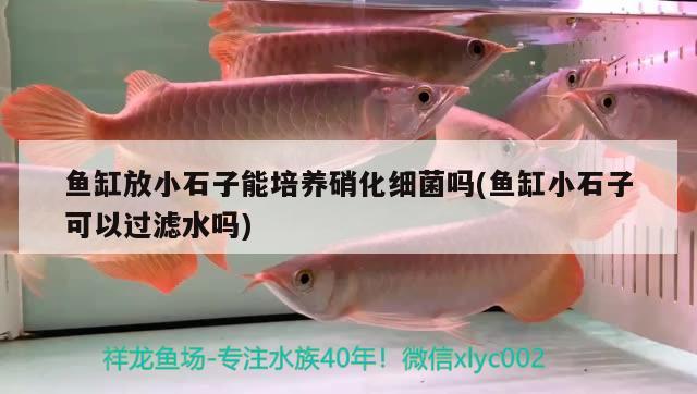 魚缸放小石子能培養(yǎng)硝化細(xì)菌嗎(魚缸小石子可以過濾水嗎) 硝化細(xì)菌