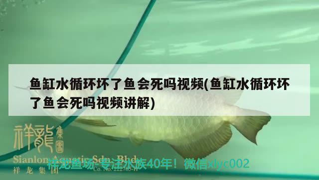 魚缸水循環(huán)壞了魚會死嗎視頻(魚缸水循環(huán)壞了魚會死嗎視頻講解)