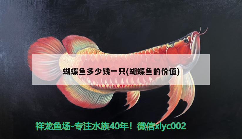 蝴蝶魚多少錢一只(蝴蝶魚的價(jià)值) 蝴蝶鯉