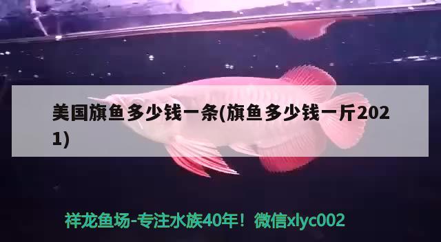 美國旗魚多少錢一條(旗魚多少錢一斤2021)