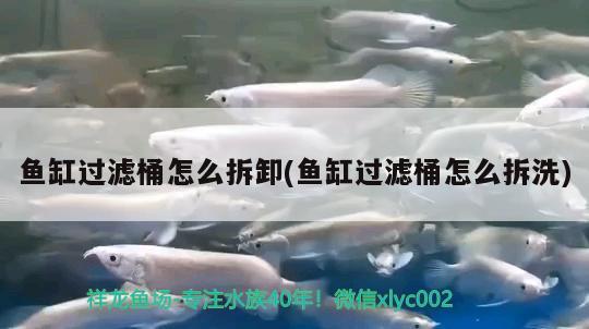 魚(yú)缸過(guò)濾桶怎么拆卸(魚(yú)缸過(guò)濾桶怎么拆洗)