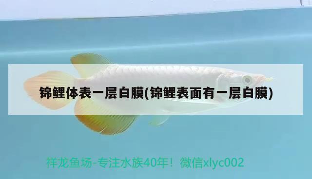 錦鯉體表一層白膜(錦鯉表面有一層白膜) 觀賞魚(yú)