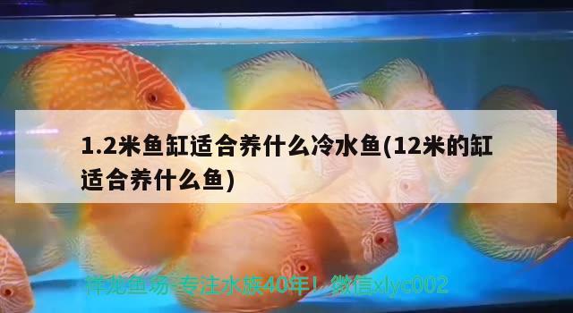 1.2米魚缸適合養(yǎng)什么冷水魚(12米的缸適合養(yǎng)什么魚)