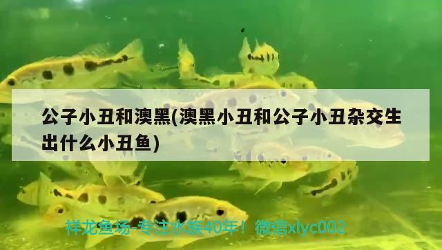 公子小丑和澳黑(澳黑小丑和公子小丑雜交生出什么小丑魚)