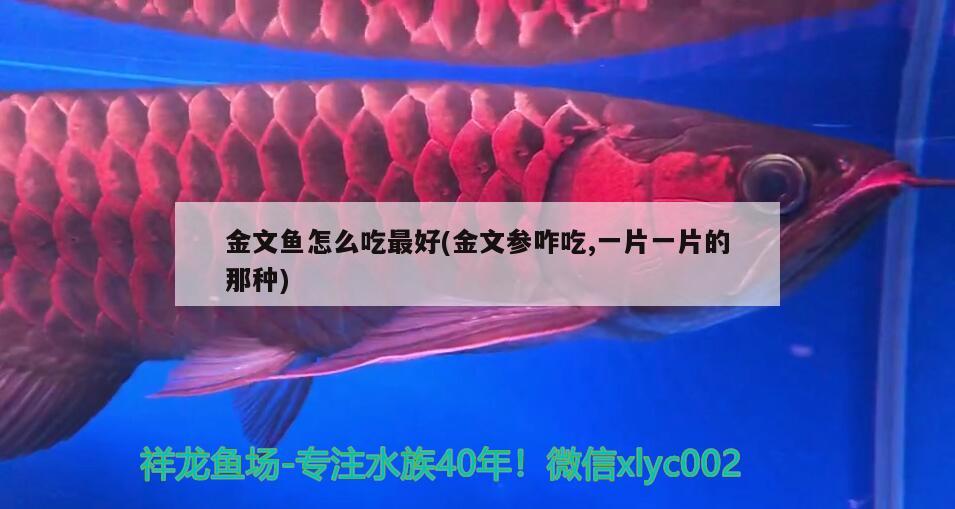 金文魚怎么吃最好(金文參咋吃,一片一片的那種) 觀賞魚