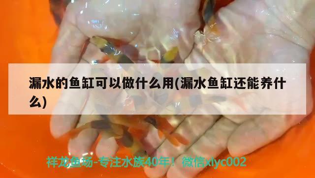 漏水的魚缸可以做什么用(漏水魚缸還能養(yǎng)什么)