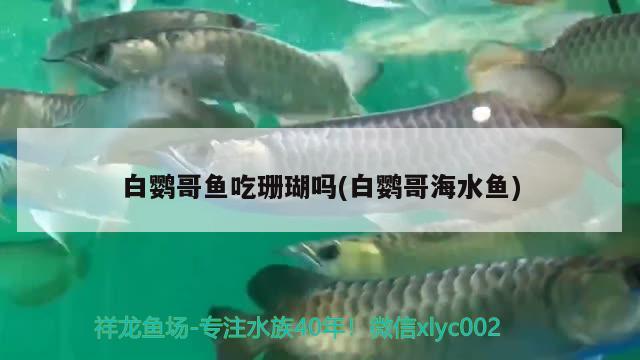 白鸚哥魚吃珊瑚嗎(白鸚哥海水魚) 海水魚