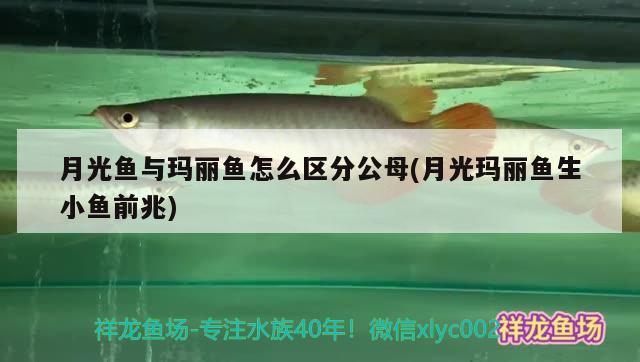 月光魚與瑪麗魚怎么區(qū)分公母(月光瑪麗魚生小魚前兆)