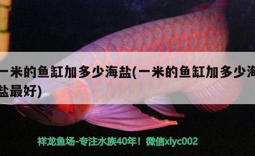 一米的魚缸加多少海鹽(一米的魚缸加多少海鹽最好) 蘇虎苗（蘇門答臘虎魚苗）