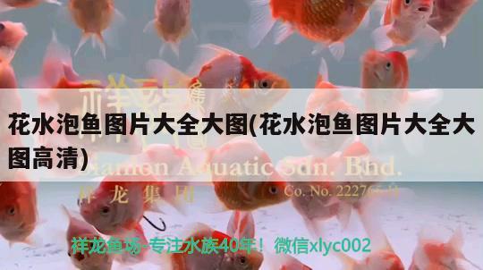 花水泡魚圖片大全大圖(花水泡魚圖片大全大圖高清) 觀賞魚