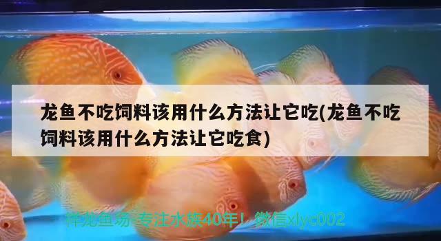 龍魚不吃飼料該用什么方法讓它吃(龍魚不吃飼料該用什么方法讓它吃食) 觀賞魚