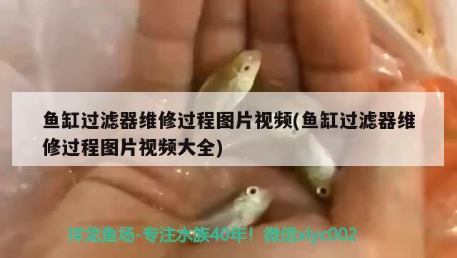 魚缸過濾器維修過程圖片視頻(魚缸過濾器維修過程圖片視頻大全)