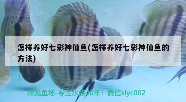 怎樣養(yǎng)好七彩神仙魚(怎樣養(yǎng)好七彩神仙魚的方法) 七彩神仙魚