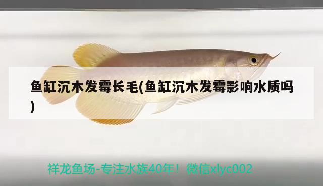 魚缸沉木發(fā)霉長毛(魚缸沉木發(fā)霉影響水質嗎) 金三間魚