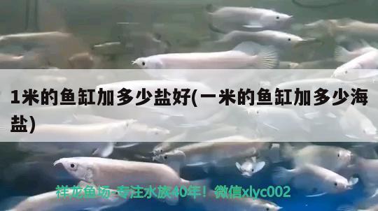 1米的魚(yú)缸加多少鹽好(一米的魚(yú)缸加多少海鹽)