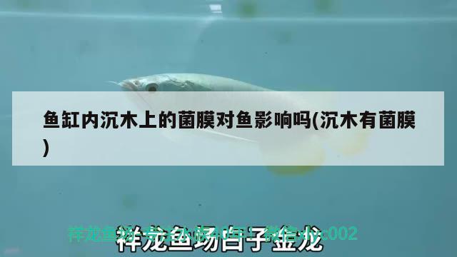 魚缸內(nèi)沉木上的菌膜對魚影響嗎(沉木有菌膜)