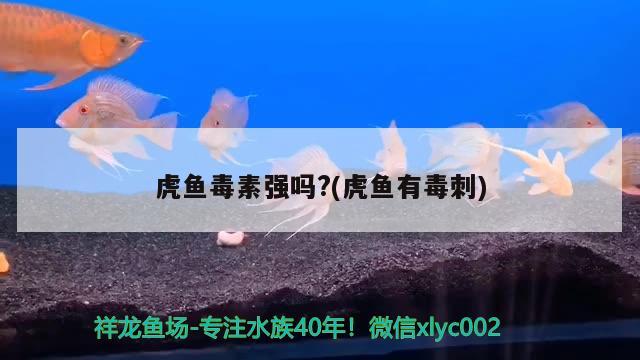 虎魚毒素強(qiáng)嗎?(虎魚有毒刺) 虎魚百科