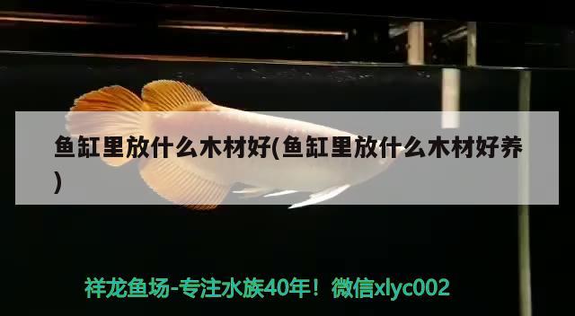 魚缸里放什么木材好(魚缸里放什么木材好養(yǎng)) 熱帶魚魚苗批發(fā)