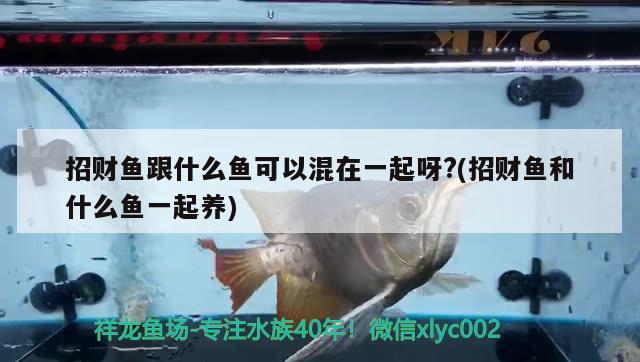 招財魚跟什么魚可以混在一起呀?(招財魚和什么魚一起養(yǎng))