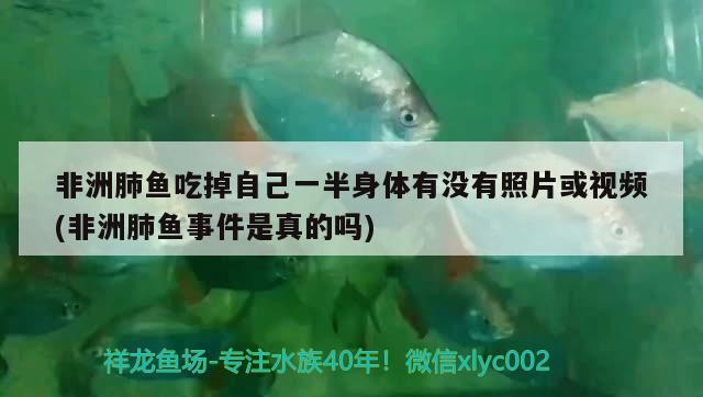 非洲肺魚吃掉自己一半身體有沒有照片或視頻(非洲肺魚事件是真的嗎)