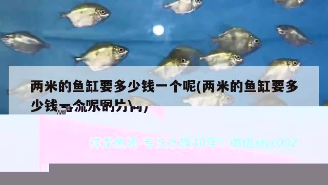 魚(yú)缸過(guò)濾器出水管在水里還是在水外(魚(yú)缸過(guò)濾器流水的方向) 斯維尼關(guān)刀魚(yú)